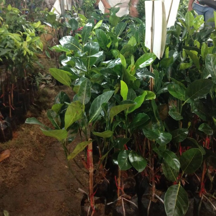ต้นจำปาดะ พันธุ์ยวงทองนาทวี สูงประมาณ 70 - 80cm. (1 ต้น)