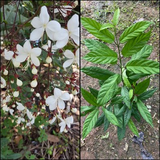 สร้อยสายเพชร / สร้อยระย้า 🌿  Nodding Clerodendron  ออดดอกช่วงหน้าหนาว