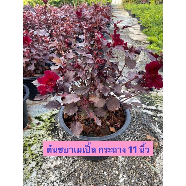 ต้น ชบาเมเปิ้ล ใบชบาเมเปิ้ล ส่งทั้งกระถาง 11 นิ้ว จากสวนเราเอง ทานได้