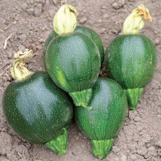 เมล็ดพันธุ์ ซูกินี ซุปเปอร์บอล (Zuccini Super Ball) บรรจุ 10 เมล็ด