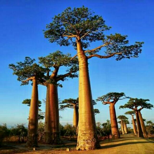 อันดับหนึ่ง 102+ ภาพพื้นหลัง ต้น เบา บั บ มาดากัสการ์ สวยมาก