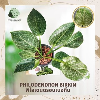 ต้นฟิโลเดนดรอน เบอร์กิ้น (Philodendron Birkin) ฟิโลเดนดรอน ต้นใหญ่ความสูงประมาณ 20-30 ซม. ขนาดกระถาง 6 นิ้ว พร้อมส่ง