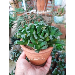 ฮาโวเทียม้าตัด Haworthia truncata 2"