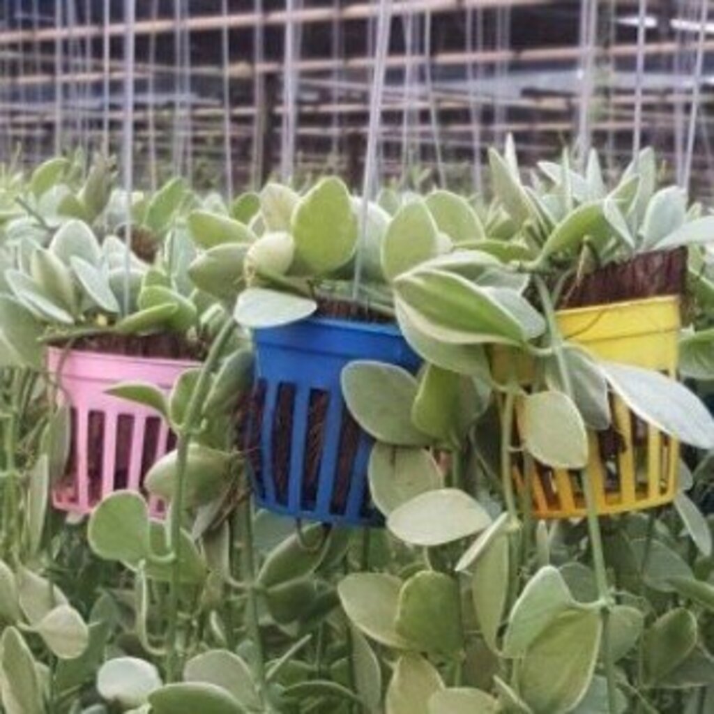 กระถางพลาสติกเปล่า ขนาด 2 นิ้ว (ชุด 10 กระถาง) – Plastic Nursery Pot