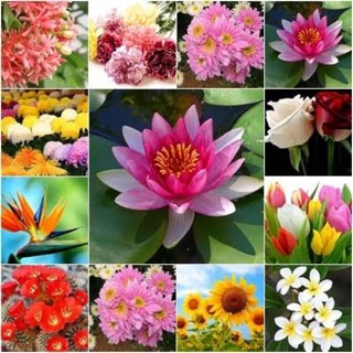 🌼🌸เมล็ดดอกไม้สวยงามชุดที่1🌸🌼