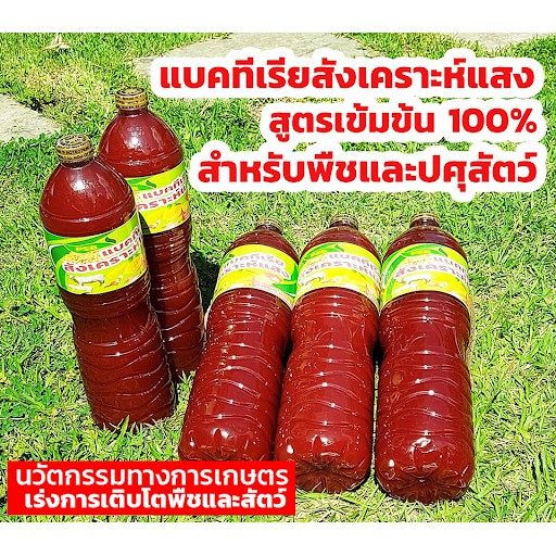 1.5 ลิตร แบคทีเรียสังเคราะห์แสง หรือ จุลินทรีย์สังเคราะห์แสง (PhotoSynthetic Bacteria: PSB)