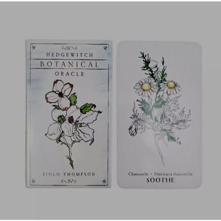 Tarot card ไพ่ยิปซี Hedge witch Botanical Oracle