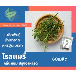 เมล็ดโรสแมรี่ (Rosemary) 60 เมล็ด นำเข้าจากสหรัฐอเมริกา