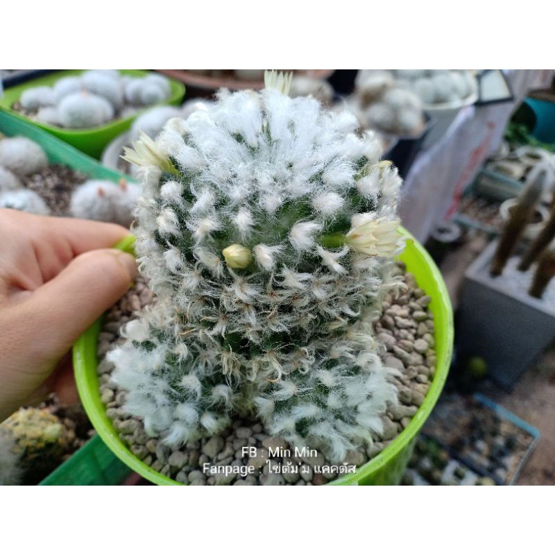เมล็ดกระบองเพชร แมมขนแกะ 120 เมล็ด (Mammillaria Bocasana cv. Multilanata)