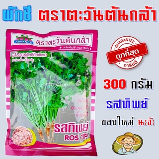 เมล็ดพันธุ์ผักชี รสทิพย์ ห่อละ 300 กรัม รสทิพย์ ผักชี ตะวันต้นกล้า เมล็ดผักชี ผักชี เม็ดผักชี ผักชีรสทิพย์ ผักชี รสทิพย์