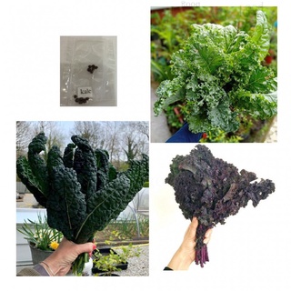 Green red curly kale toscano lacinato leaf vegetable seeds kailaan chinese kailanคื่นฉ่าย/เสื้อ/บ้านและสวน/สวน/พาสต้า/ดอ