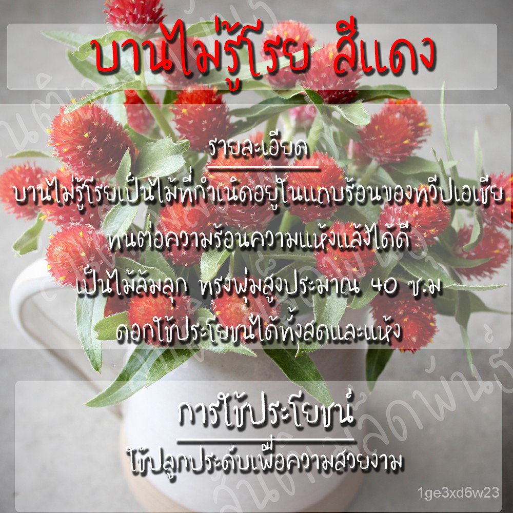 My Image 39