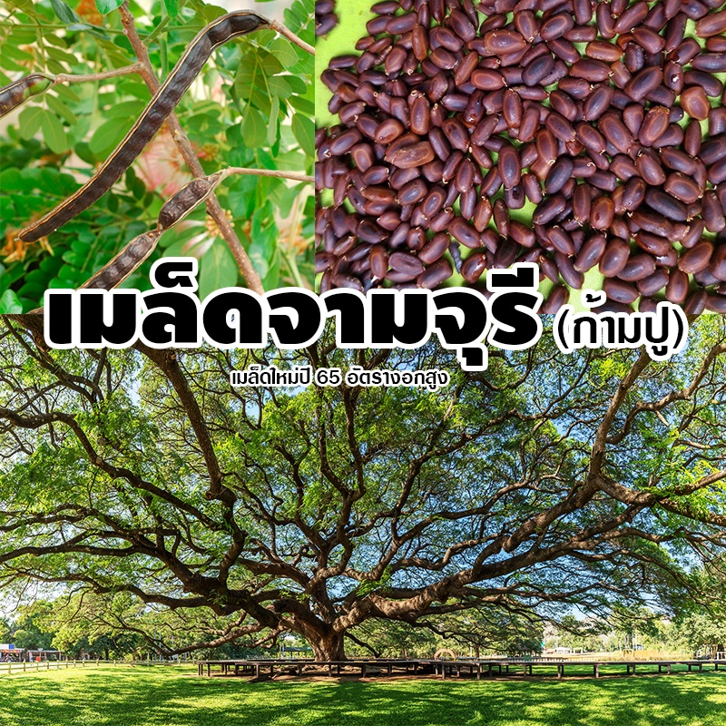 [ติดตามลด 20%] เมล็ดจามจุรี เมล็ดก้ามปู เมล็ดฉำฉา เมล็ดใหม่คัดพิเศษ