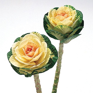 50 เมล็ดพันธุ์ กะหล่ำประดับ (Ornamental Cabbage) Cabbage flower Seeds มีคู่มือพร้อมปลูก อัตรางอก 80-85%