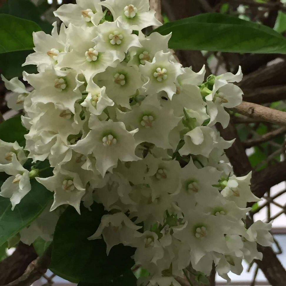 ขาย ต้นชมนาด ดอกหอมคล้ายใบเตย หรือกลิ่นหุงข้าวสุก กลิ่นคลาสสิคมากๆ ต้นสวย พุ่มใหญ่ ส่งพร้อมกระถาง 11 นิ้ว
