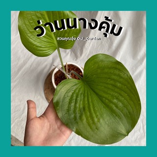 ว่านนางคุ้ม ว่านผู้เฒ่าเฝ้าบ้าน ใบกลมใหญ่ กระถาง6นิ้ว พร้อมจานรอง ไม้มงคลโบราณ