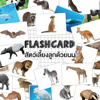 แฟลชการ์ดสัตว์เลี้ยงลูกด้วยนม แผ่นใหญ่ Flash card mammals KP055