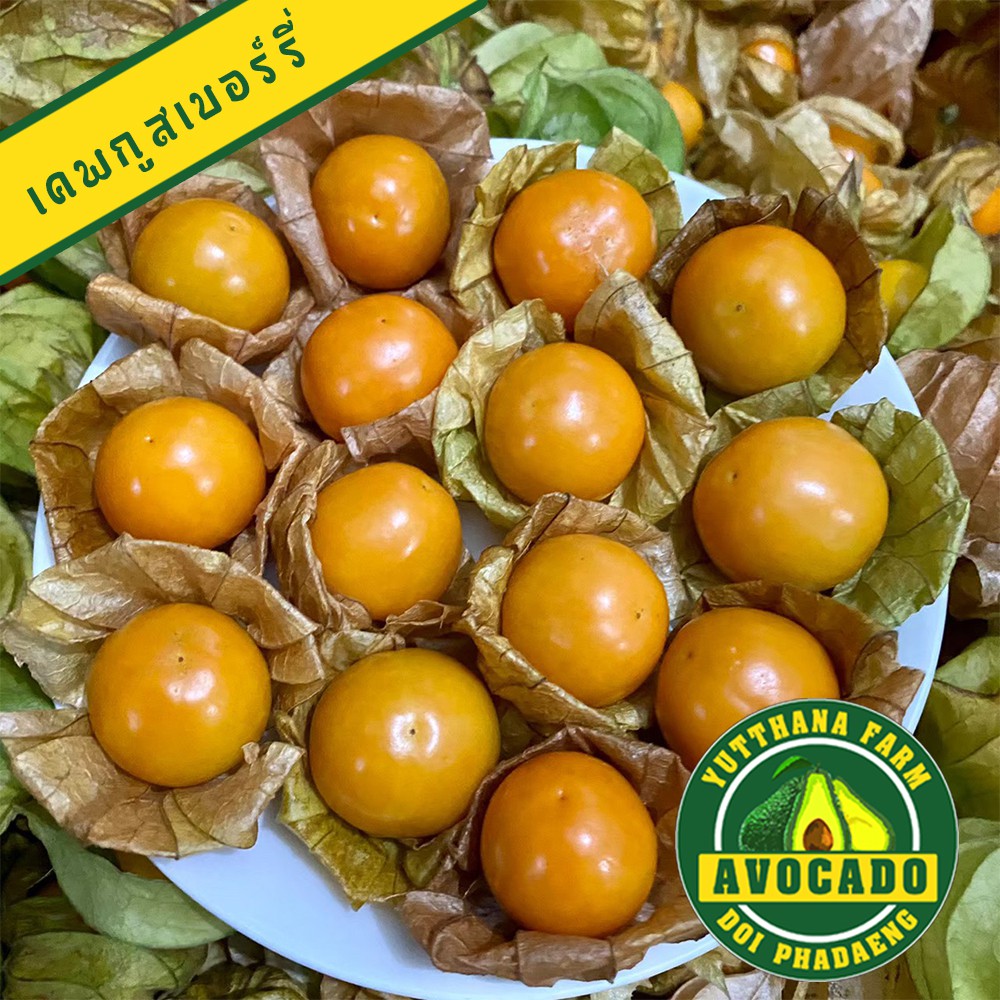 (1กิโล)Capegooseberry เคพกูสเบอร์รี่ (คัดเฉพาะลูกใหญ่) สดใหม่จากสวน100%