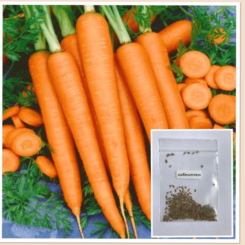 เมล็ดพันธุ์เเครอท 100 เมล็ด คัดพิเศษ อุดมด้วยเบต้าแคโรทีน [10 เเถม 1 คละได้]