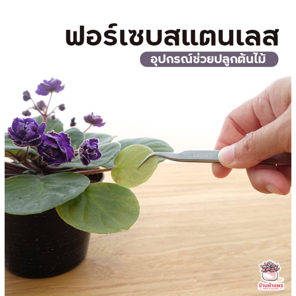 ฟอเซปสแตนเลส Forcep ฟอเซป ปากคีบ อุปกรณ์ช่วยปลูกต้นไม้ แคคตัส กระบองเพชร cactus&succulent