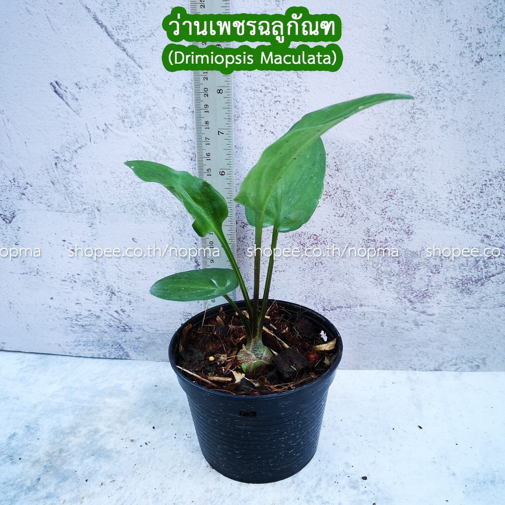 ต้นรวยล้นฟ้า ว่านเพชรฉลูกัณฑ์  Drimiopsis Maculata ไม้มงคลเสริมดวงด้านการงานการเงิน ความร่ำรวย