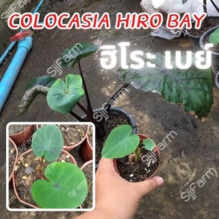 โคโลคาเซีย ฮิโระเบย์ Colocasia Hilo bay 1 ต้น ปลูกได้ทั้งแบบบนดินและในน้ำ💦 จัดส่งแบบคละต้น สินค้าพร้อมส่ง