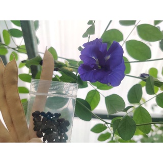 เมล็ดดอกอัญชัน (Butterfly pea) เมล็ดดอกอัญชันกลีบซ้อน 5 ชั้น 40 เมล็ด ปลอดสารพิษ