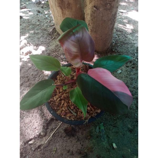 Pink Princess (philo) Shopee Thailand