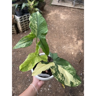 ต้นเงินไหลมาด่างเหลือง  Syngonium podophyllum auro Variegateed