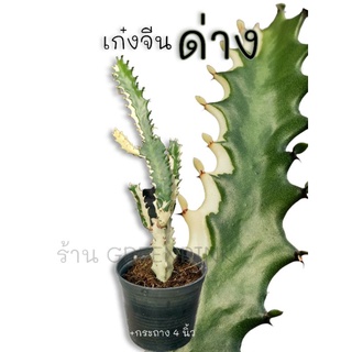 เก๋งจีนด่าง 🌵 Cactus​ แคคตัส กระบองเพชร​ ไม้อวบน้ำ​ เก๋งจีนต้นใหญ่ เก๋งจีน เก๋งจีนด่าง เก๋งจีนคริส