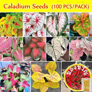 มาเลเซียสำเร็จรูปสต็อก100ชิ้นผสมสีCaladiumเมล็ดพันธุ์ที่ดีต่อไวรัสเมล็ดพันธุ์ดอกไม้หายากสวนเมล็ดพันธุ์บอนไซพืชสวนตกแต่งด