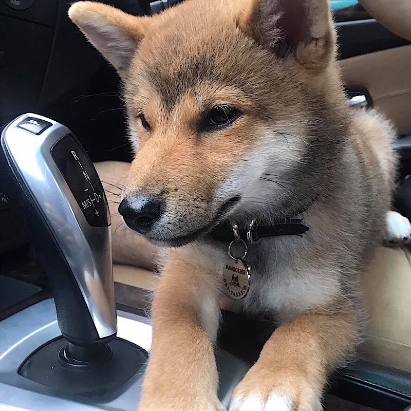 ป้ายชื่อแมว ป้ายชื่อสุนัข ป้ายชื่อสัตว์เลี้ยง สแตนเลสงานพรีเมียม ขนาดเหรียญ10 - รูปที่ 2