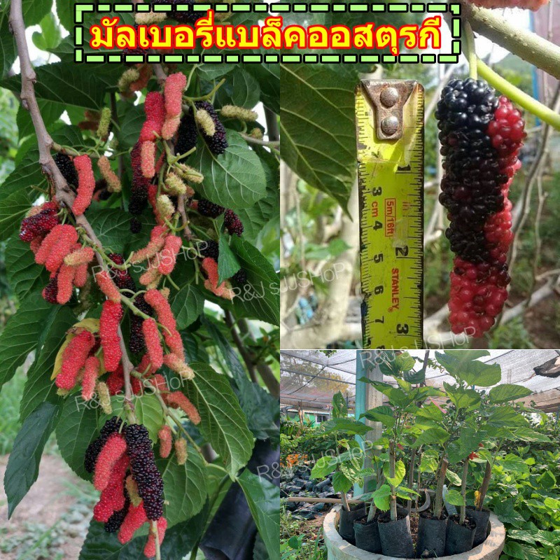 (2ต้น)ต้นพันธุ์มัลเบอรี่ แบล็คออสตุรกี (หม่อนดำออสตุรกี) ให้ผลใหญ่ รสอร่อย ราคาพิเศษ พร้อมจัดส่ง!!