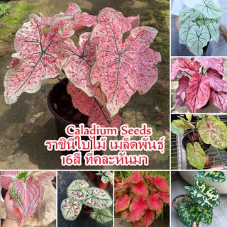 บอนสี 100เมล็ด Mixed Colors Caladium Seeds Flower Seeds ต้นไม้ฟอกอากาศ ต้นไม้ประดับ เมล็ดดอกไม้ บอนสี พันธุ์ไม้ดอก