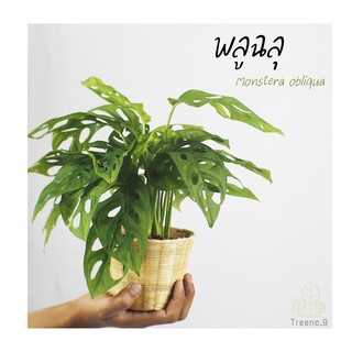 Treeno.9 T20 พลูฉลุ  ต้นไม้เก๋ๆ Monstera Obliqua  พลูฉลุ นางมีใบที่เก๋ มีรอบฉลุในใบ SizeS 4"