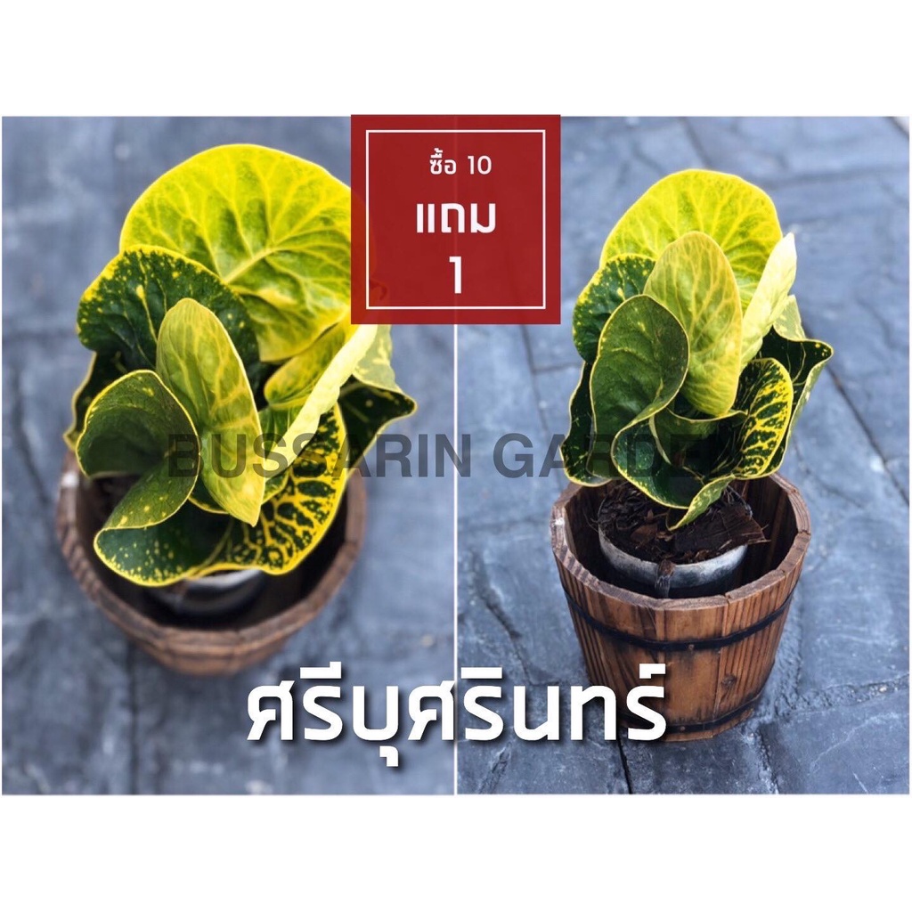 ต้นโกสนพันธุ์ ศรีบุศรินทร์ ไซส์เล็ก กระถาง 5" สูง 15-20 เซนติเมตร ซื้อ 10 แถม 1 (จัดส่งแบบถอดกระถาง+รับประกันสินค้า)