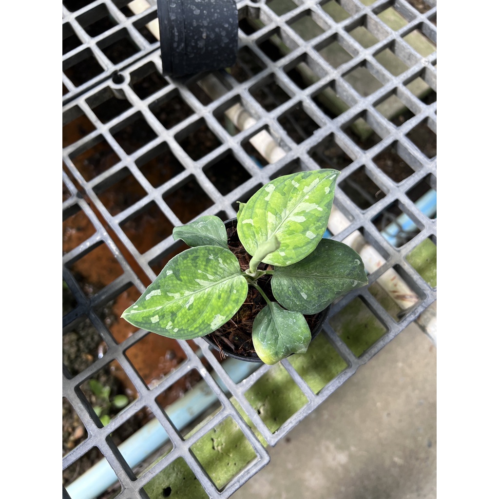 มุมมอง 2