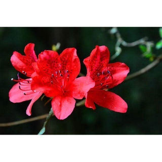 ถูก ใหม่ สายพันธุ์เมล็ด คุณภาพดี ราคาถูก ของแท้ 100% โรโดเดนดรอน (Rhododendron Seeds)บรรจุ 50 เมล็ด เมล็ดพันธุ์แท้ เม 3G