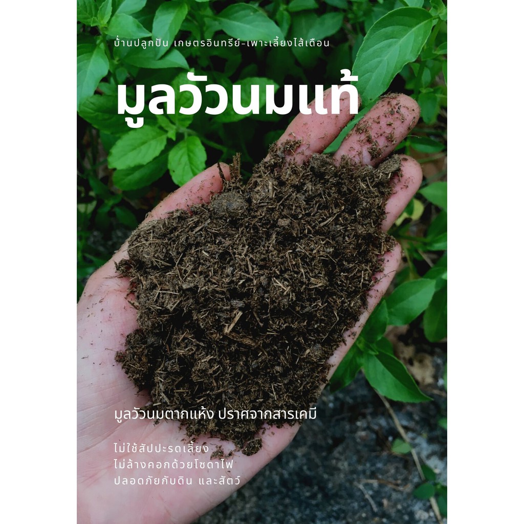 มูลวัวนม ขี้วัวนม ตากแห้ง ปรับปรุงดิน บำรุงต้นไม้ เลี้ยงไส้เดือน ปุ๋ยคอก