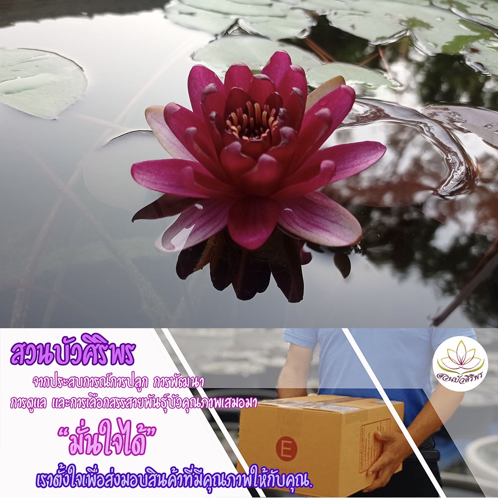 บัวฝรั่งจิ๋ว บัวฝรั่งขนาดเล็ก 'เพอรี่ เบบี้เรด'
