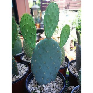 Opuntia snow ยกกอ กำลังแตกแพดใหม่อีก3