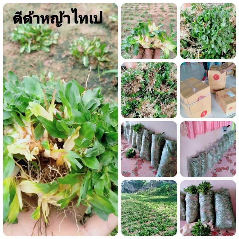 หญ้าไทเปชุด40ตร.ม(น้ำหนัก20กิโลกรัม)ไทเปแท้100%