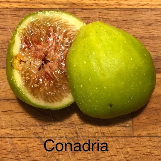 ต้นมะเดื่อฝรั่ง Figs ต้นฟิกส์ สายพันธุ์ Conadria ต้นกล้า รากแน่นๆ พร้อมให้ผลไม่เกิน 6 เดือน ส่งพร้อม