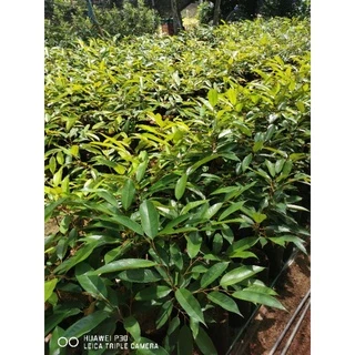 🌳​ต้นทุเรียนหมอนทองจันทบุรีกิ่งกะโดง(เสียบยอด)​ถุงเบอร์9🌳