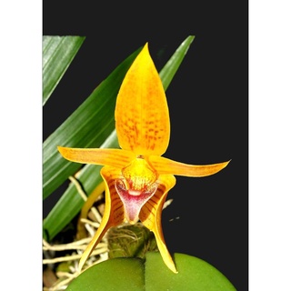 กล้วยไม้ หายาก สิงโตอาจารย์เต็ม ของแท้ สีส้มเข้ม Bulbophyllum smitinandii