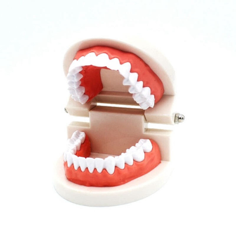โมเดลฟัน ช่องปาก สำหรับทันตแพทย์