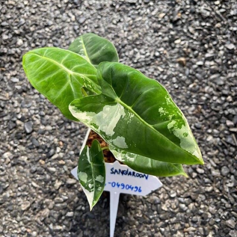 อโลคาเซียฟรายเด็กซ์ด่าง​ (Alocasia frydek variegated​)