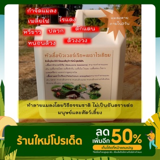 หัวเชื้อบิวเวอร์เรีย+เมธาไรเซียม(กำจัดเพลี้ย+แมลง) 1 ลิตรผสมน้ำใช้ได้เลย