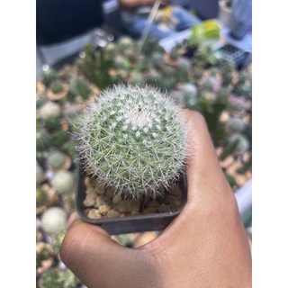 แมมแม่เฒ่า (Mammillaria hahnian) กระบองเพชร แคคตัส