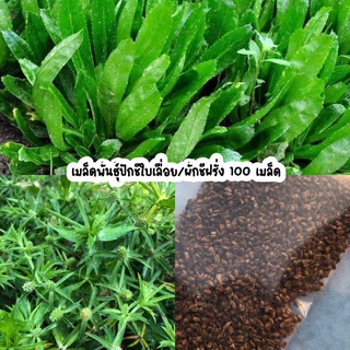 เมล็ดพันธุ์ผักชีใบเลื่อย ผักชีฝรั่ง ผักพื้นบ้าน